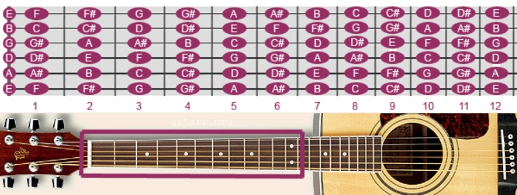 dây bass của từng hợp âm guitar