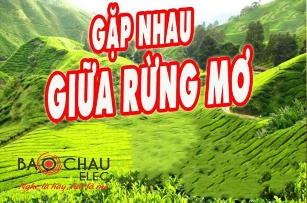 lời bài hát gặp nhau giữa rừng mơ bảo chung