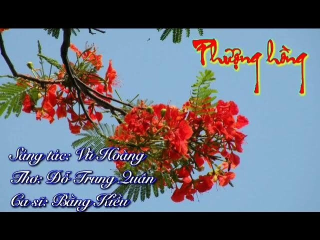 lời bài hát phượng hồng bằng kiều
