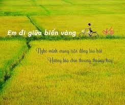 Em Đi Giữa Biển Vàng​​ - Trương Mỹ Anh | Lời bài hát, hợp âm, MV