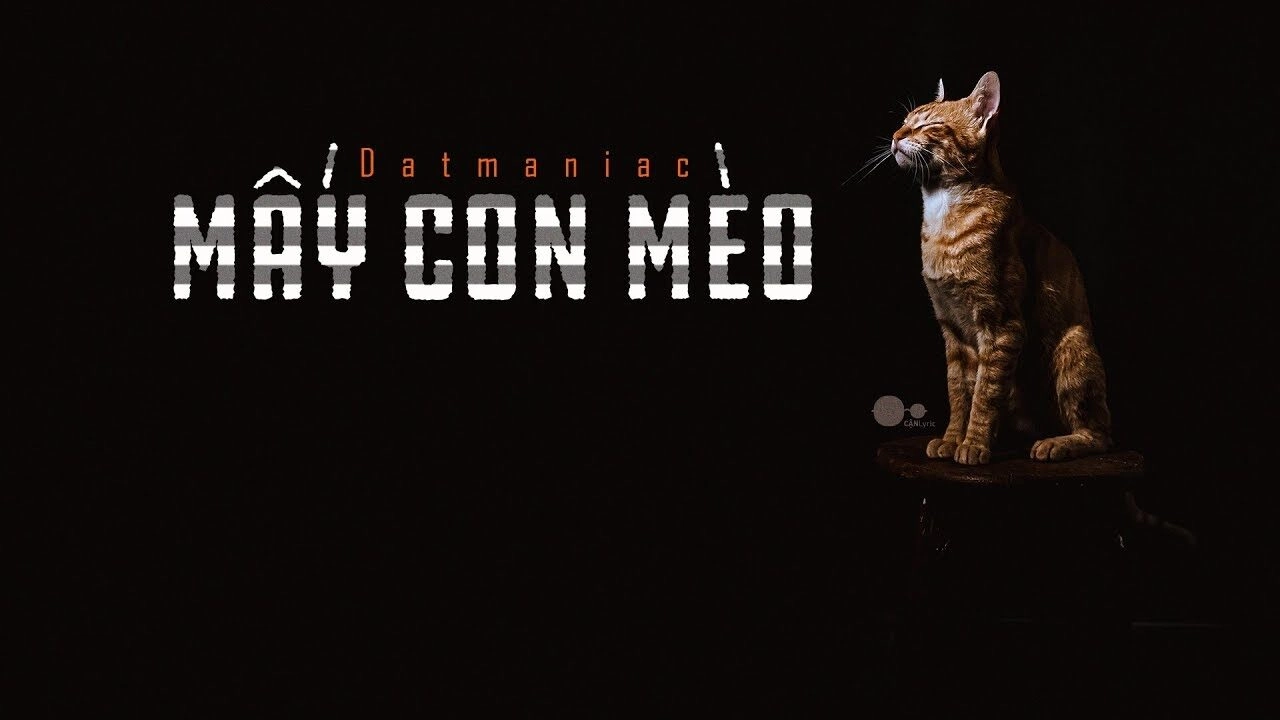 Mấy Con Mèo - DatManiac | Lời bài hát, hợp âm, MV