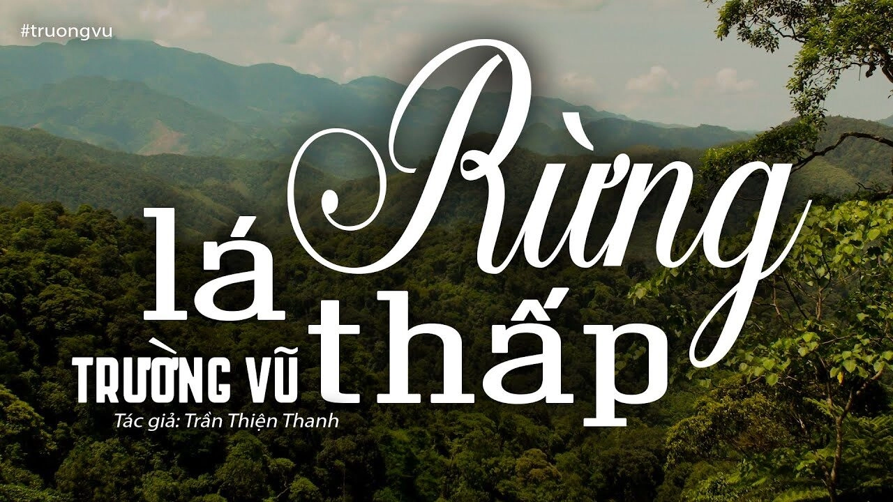 Rừng lá thấp​​ - Trường Vũ | Lời bài hát, hợp âm, MV