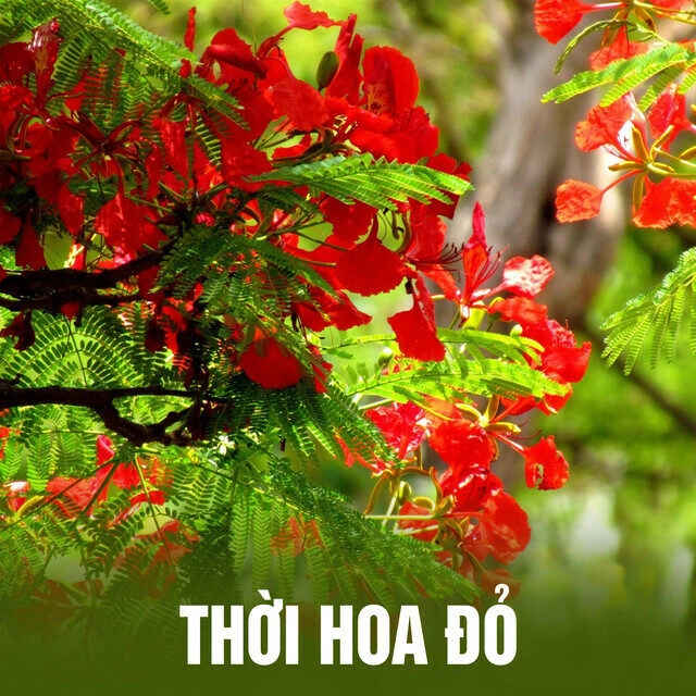 Thời Hoa Đỏ - NSƯT Việt Hoàn | Lời bài hát, hợp âm, MV