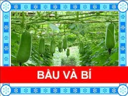 Bầu Và Bí - Bé Bào Ngư | Lời bài hát, hợp âm, MV